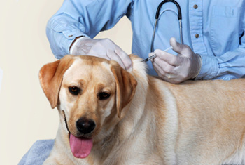 Photo of dog being vaccinated